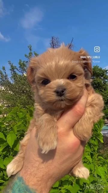 Мальтипу f1🐾 Рождены 13.05.25
