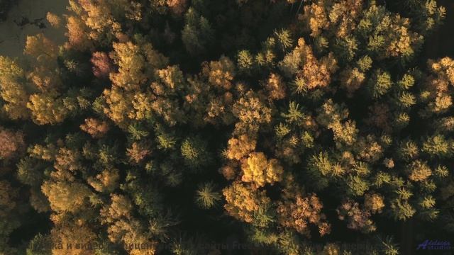 Песня, которая начинается с 'поехали' и не заканчивается никогда - Sentience (Council of Seers) -- J