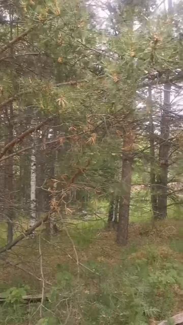 крутиха2видео