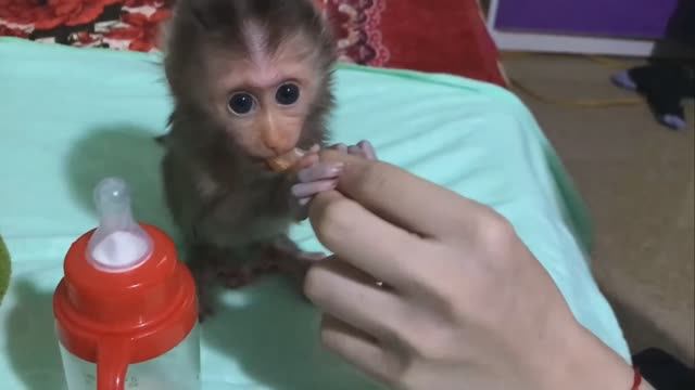 Обезьянку малюсю ЧЕБУРАШКУ нашли без мамы Новая мама одевает купает поит МОЛОКОМ из соски Ест печень