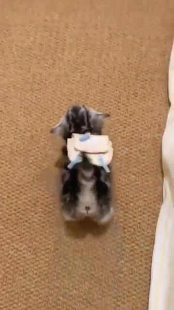 Наш TG https://t.me/liveofcats