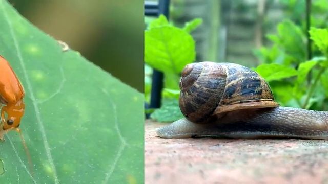 KidsBox 1 Unit8 l CLIL video