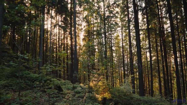 Эти звуки и леса спасут вас от серых будней - FMA Podcast Suggestion-The-Bird-Has-Flipped -- Crush L