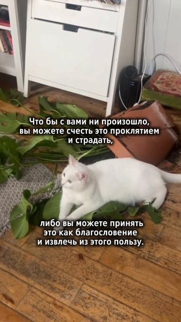 Страдать или извлечь пользу? #творец #выбор #жизньпрекрасна #силасознания