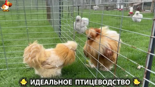 Идеальное птицеводство достойно восхищения 🐓🦆🦢🦚🦃🐔 эпизод (248)
