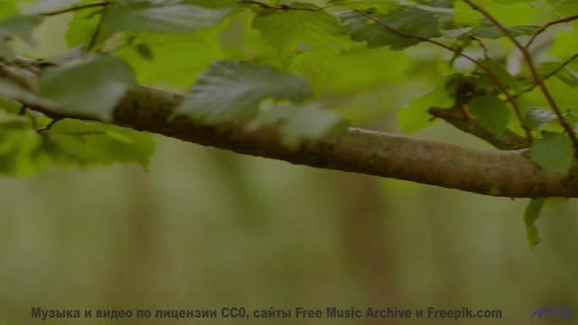 Голова кружится от сочетания звука и полей - Robot Park -- Podington Bear -- Haplessly Happy (Box Se