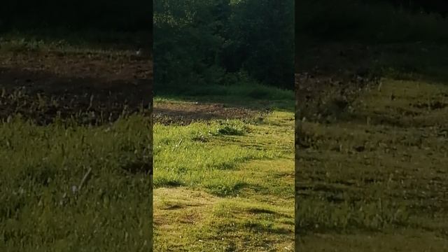 VID_20250608_192845.mp4