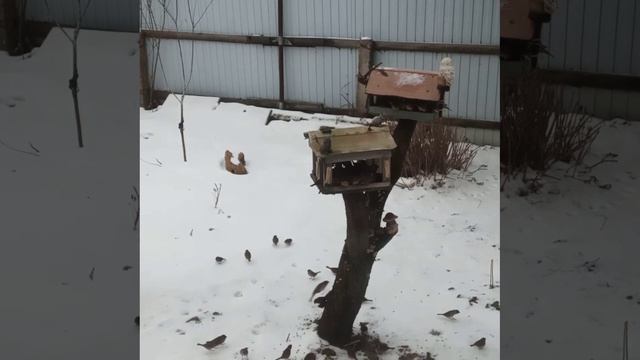 Птички