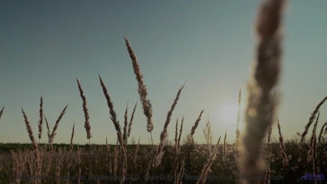Леса манят сильнее, когда сопровождает такой саунд - Red Skies -- HoliznaCC0 -- ChipTunes
