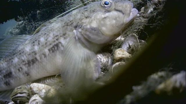 1000044722.mp4Волга гл.5м.15.06.2025г.