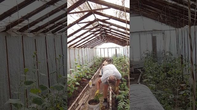 Убираю пасынки и нижние листья томатов.