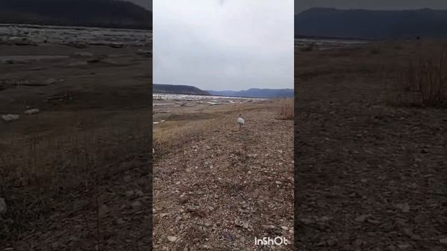 Одинокий журавль