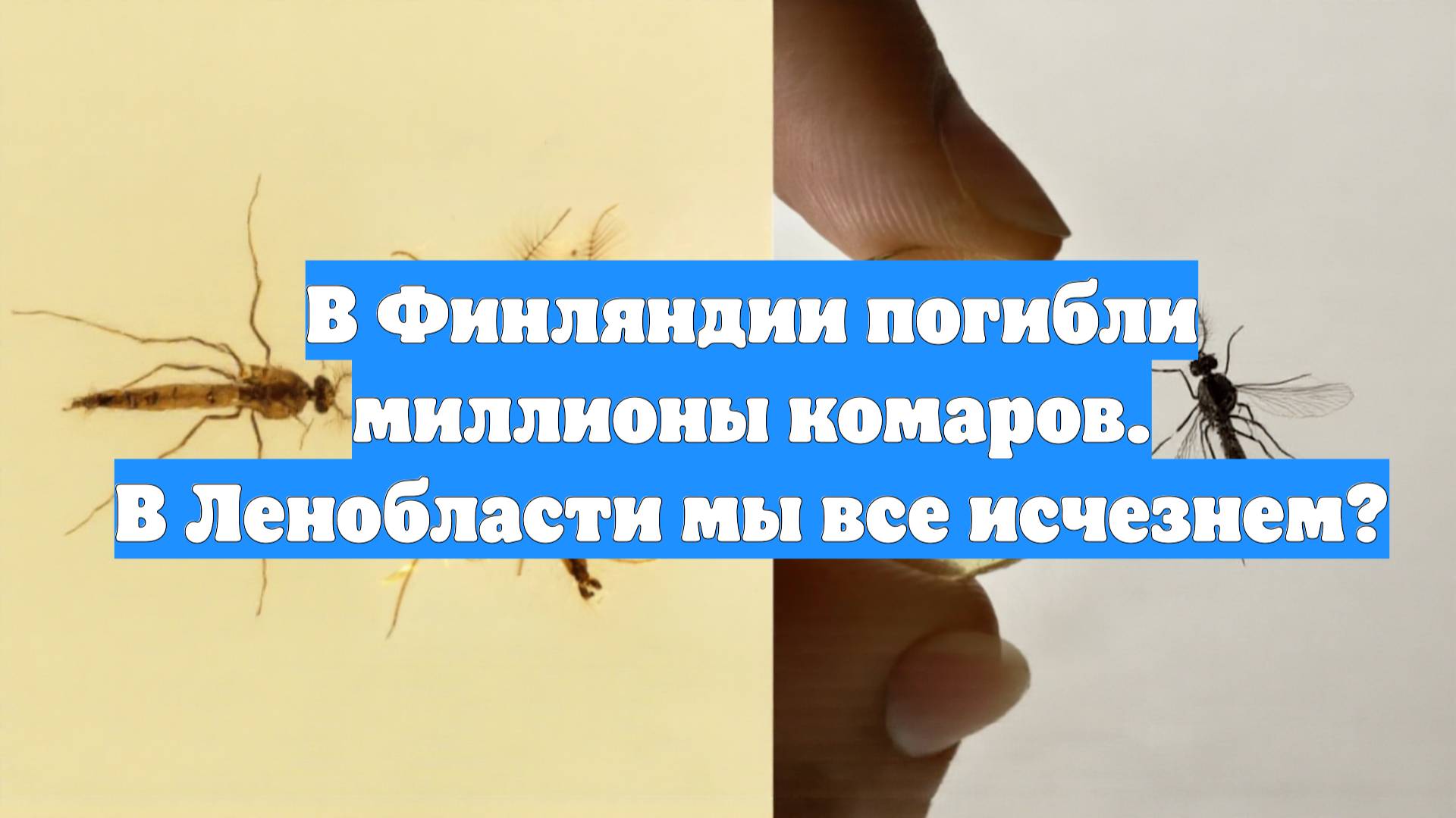 В Финляндии погибли миллионы комаров. В Ленобласти мы все исчезнем?