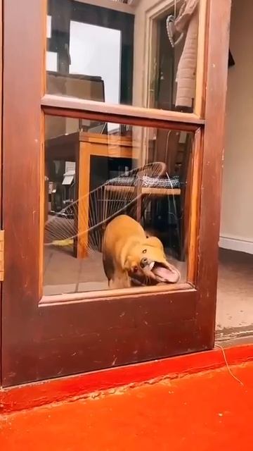 собака. мойщика окон вызывали