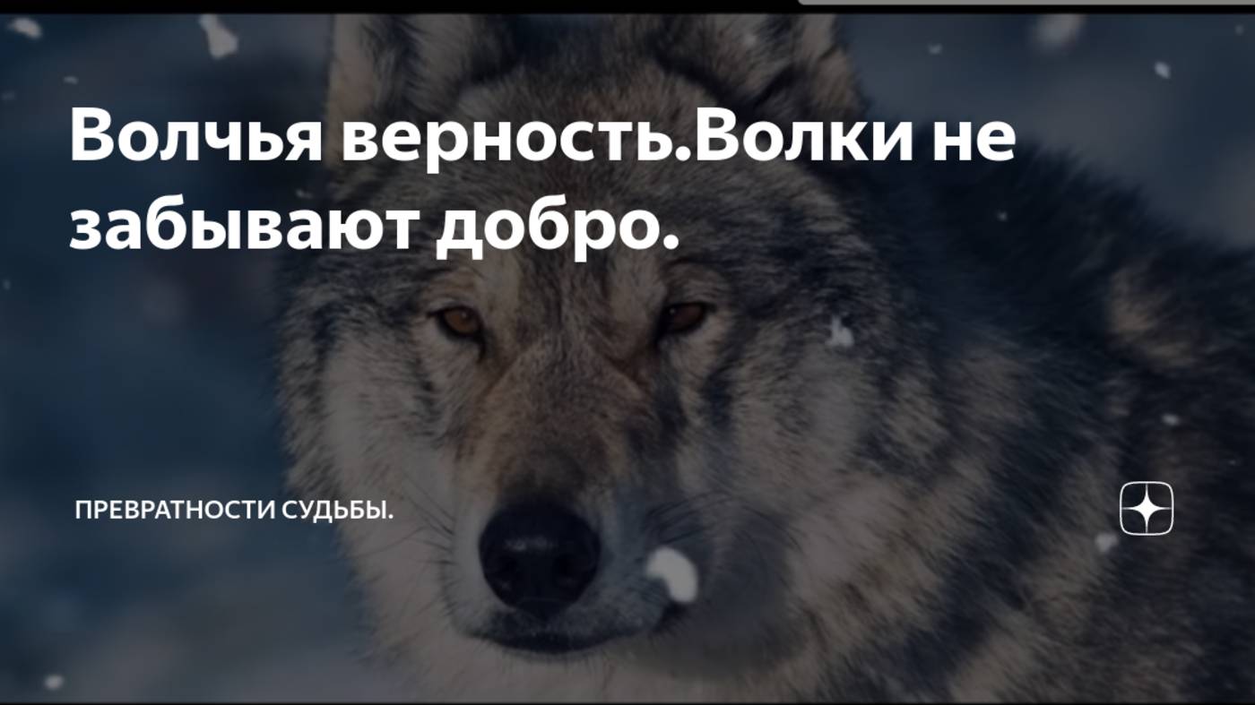 История из жизни " Волчья верность "