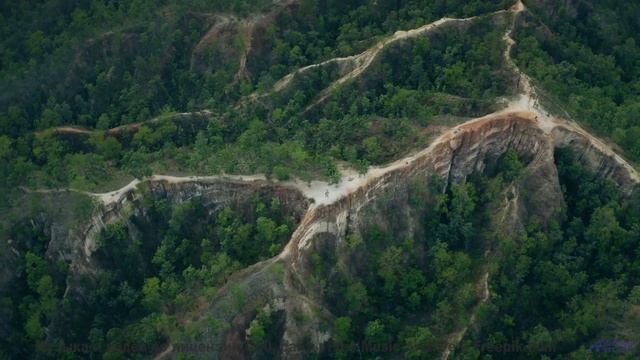 Лес превращается в сказку, стоит лишь включить звук - Mean Bulldog -- Taylor Poe -- Safe Behind the
