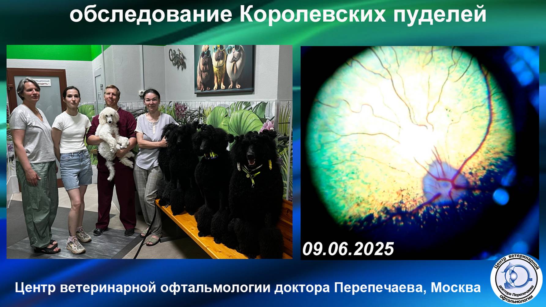 Офтальмологическая сертификация Королевских пуделей по наследственным заболеваниям глаз