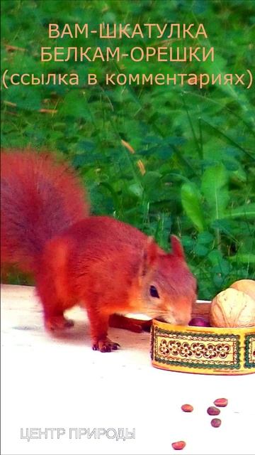 ПОМОЩЬ БЕЛОЧКАМ