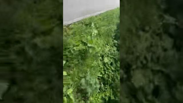 Прогулка за 3 маски 🎭 (Тренд)