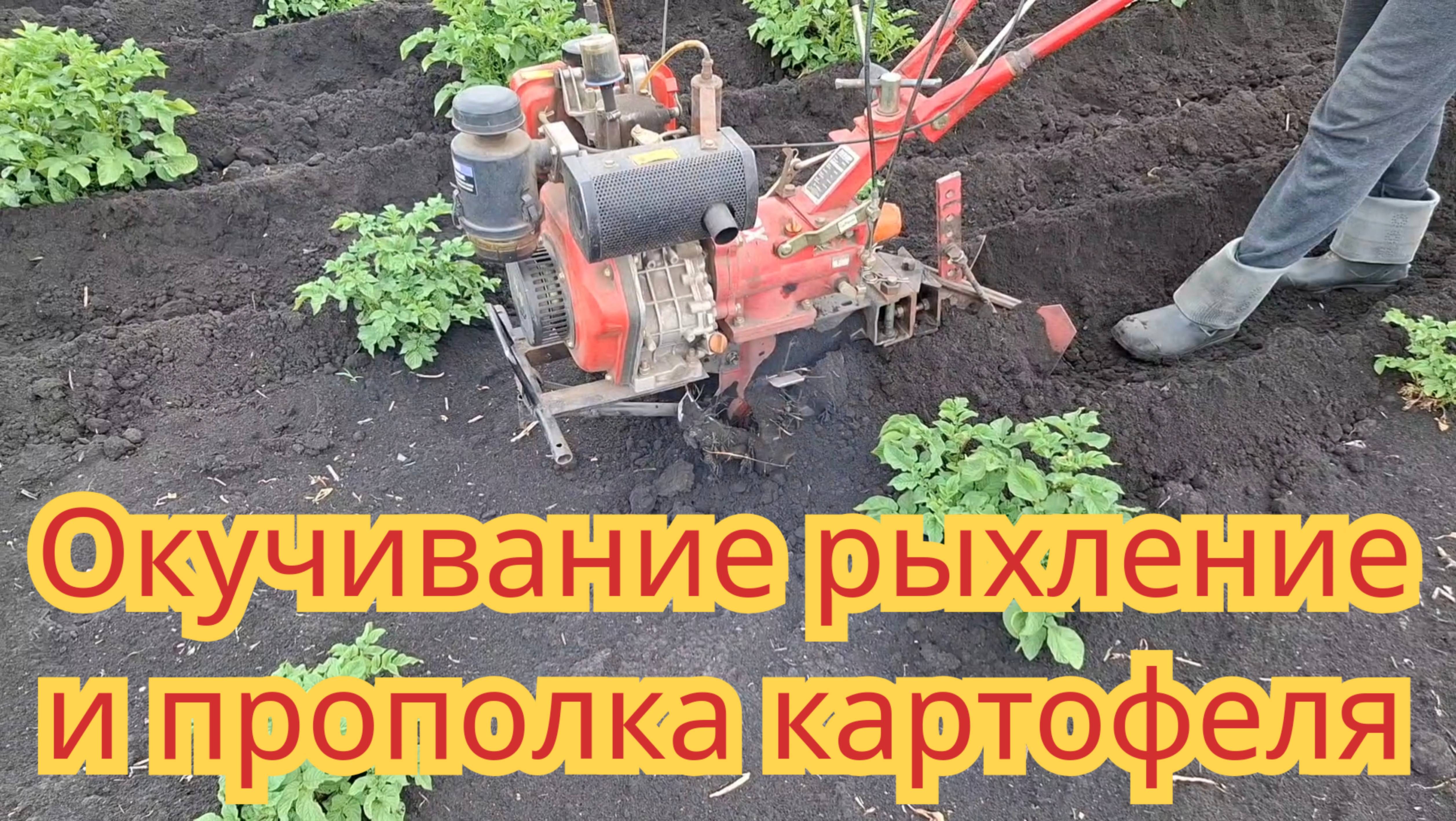 Окучивание, прополка, рыхление мотоблоком картофеля, мотоблоком за один проход.