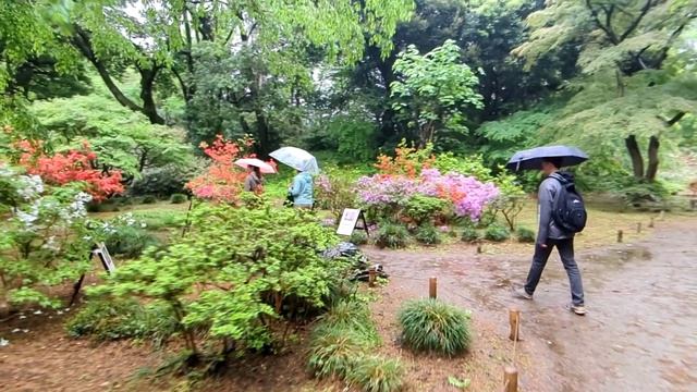 Японскй сад - Rikugien Gardens in Tokyo
