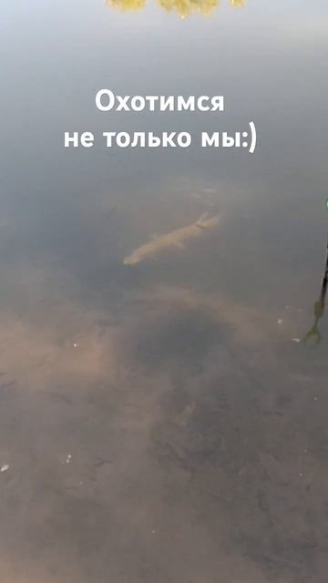 Охота щуки на малька