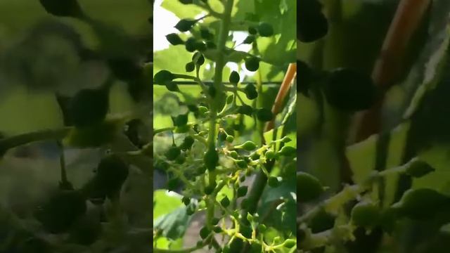 Соцветие винограда. Что нужно знать