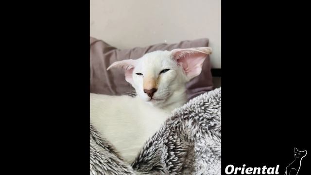 Пелагея будущий производитель питомника