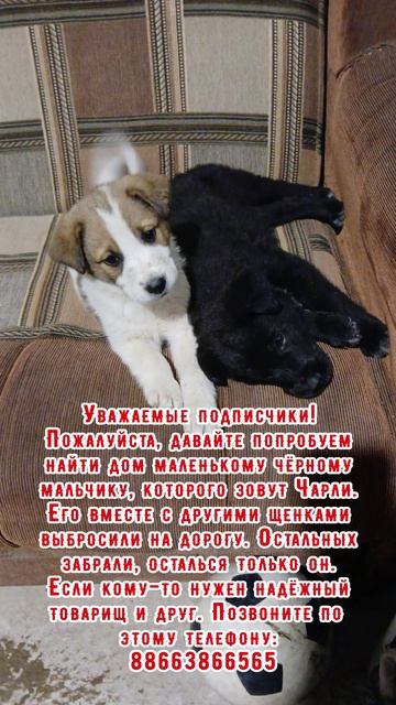 Чарли