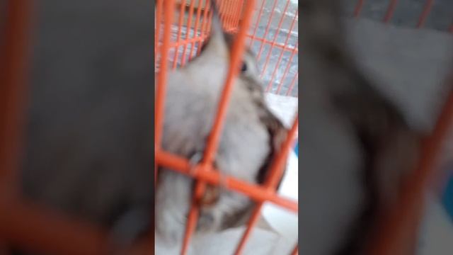 попрыгушуа