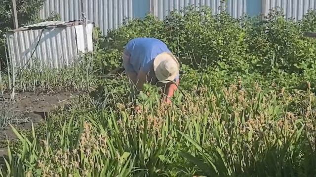 14.06.2025 _ Моя любимая дача _ Опасный травоядный дачник