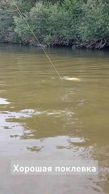 хорошая поклевка щуки #fishing #щука #рыбалка #троллинг #shortvideo
