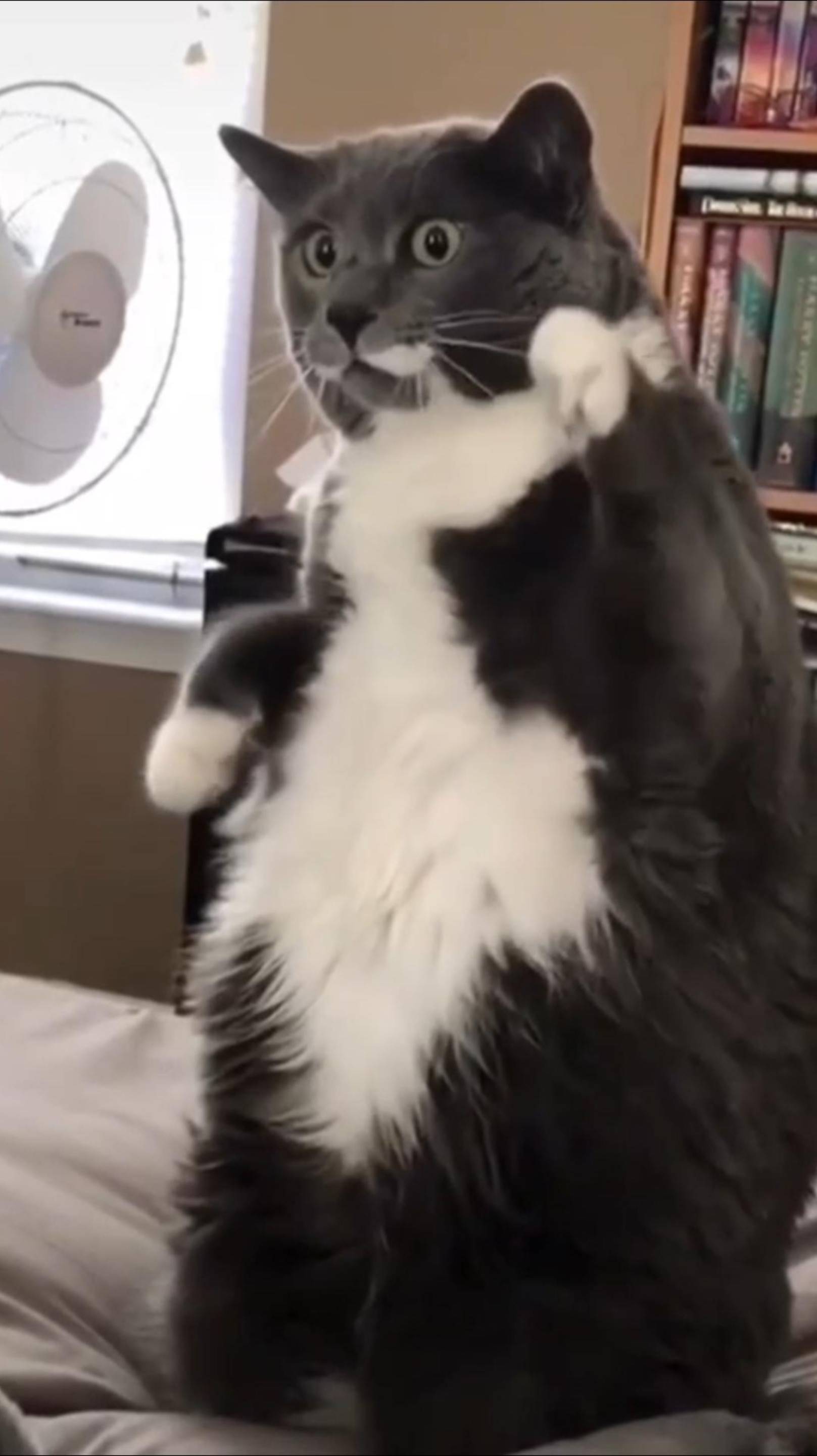 😼 КОШАЧЬЕ БЕЗУМИЕ 🔥😎 БЕЗБАШЕННЫЕ КОТЫ 🙀 Подборка ЭКСТРЕМАЛЬНЫХ КОТОВ! 2025 🔥 #cat #юмор #shorts