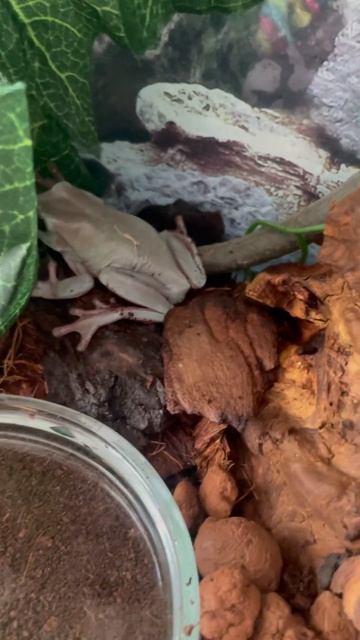 Новый дом для #frog