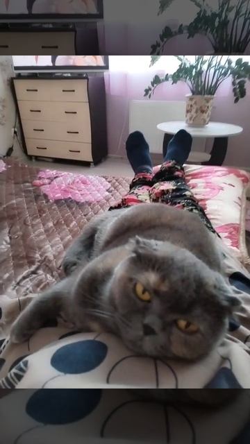 Кэсси похрапывает#кошки