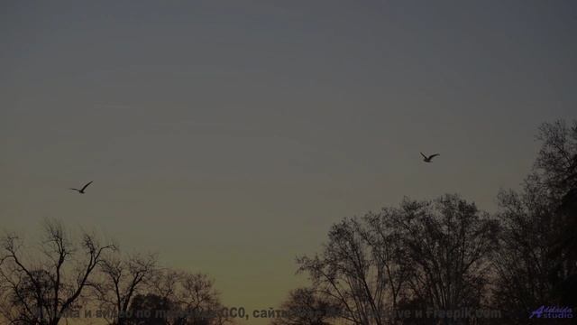 Ты НЕ ДОЛЖЕН слушать это ночью! - There is a blue bird in my coffe -- Cartouch -- Cartouch