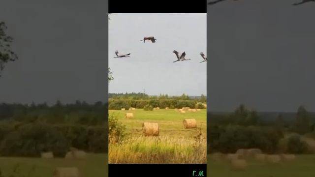 VID_20250615_203721_567.mp4