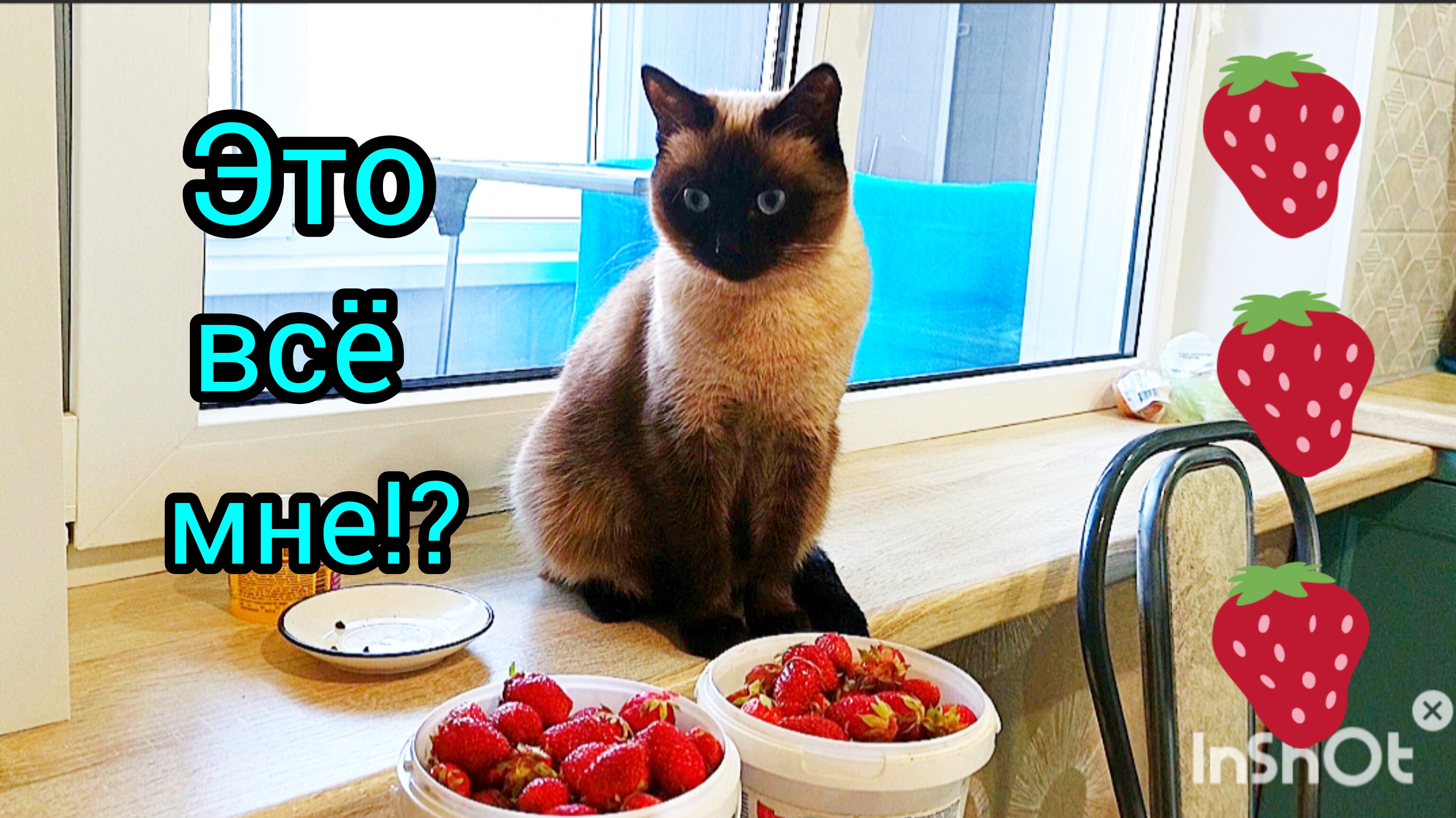 🐱Завтрак🥣и🍓не🍓только #завтрак #кошка_Ладушка #смешныекоты #прикольныекотики #котики