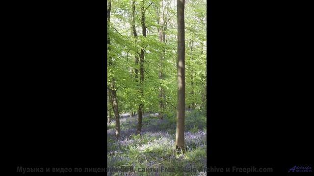 Это видео - как объятие тёплого летнего вечера! - Primavera en la Guerra del Sonido -- Silva de Aleg