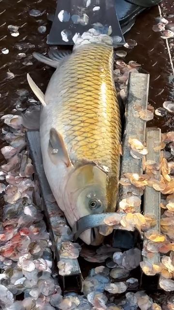 Clean fish scales easily with a shovel #shorts