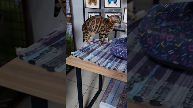 Любителям кошек 😺  Котодеревня😻