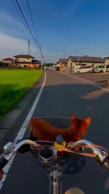 Наш TG https://t.me/liveofcats
