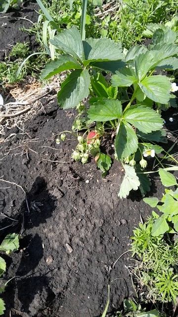 Один самых ранних сортов клубники нсд