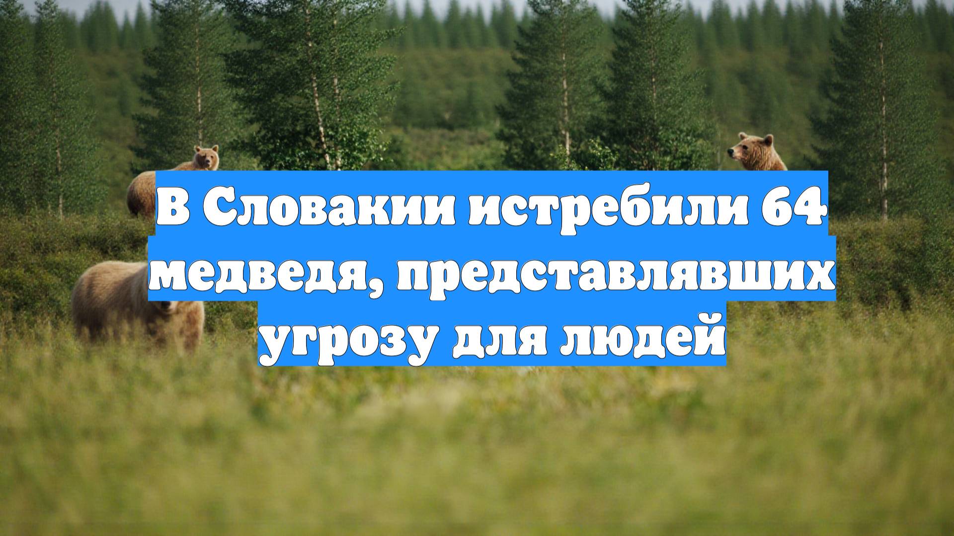 В Словакии истребили 64 медведя, представлявших угрозу для людей