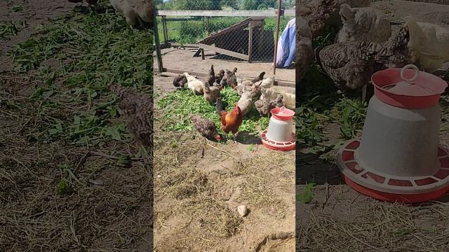 Зелёный день для курочек 🐔