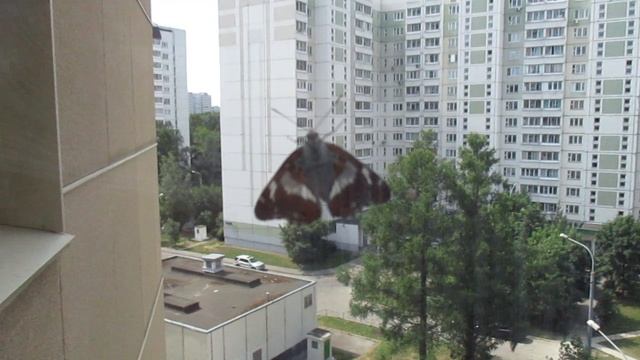 бабочка на окне