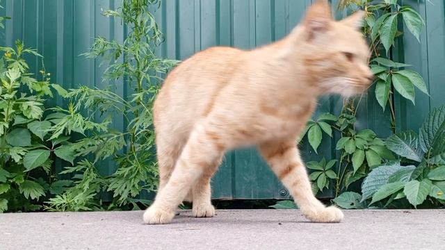 #cat 😸