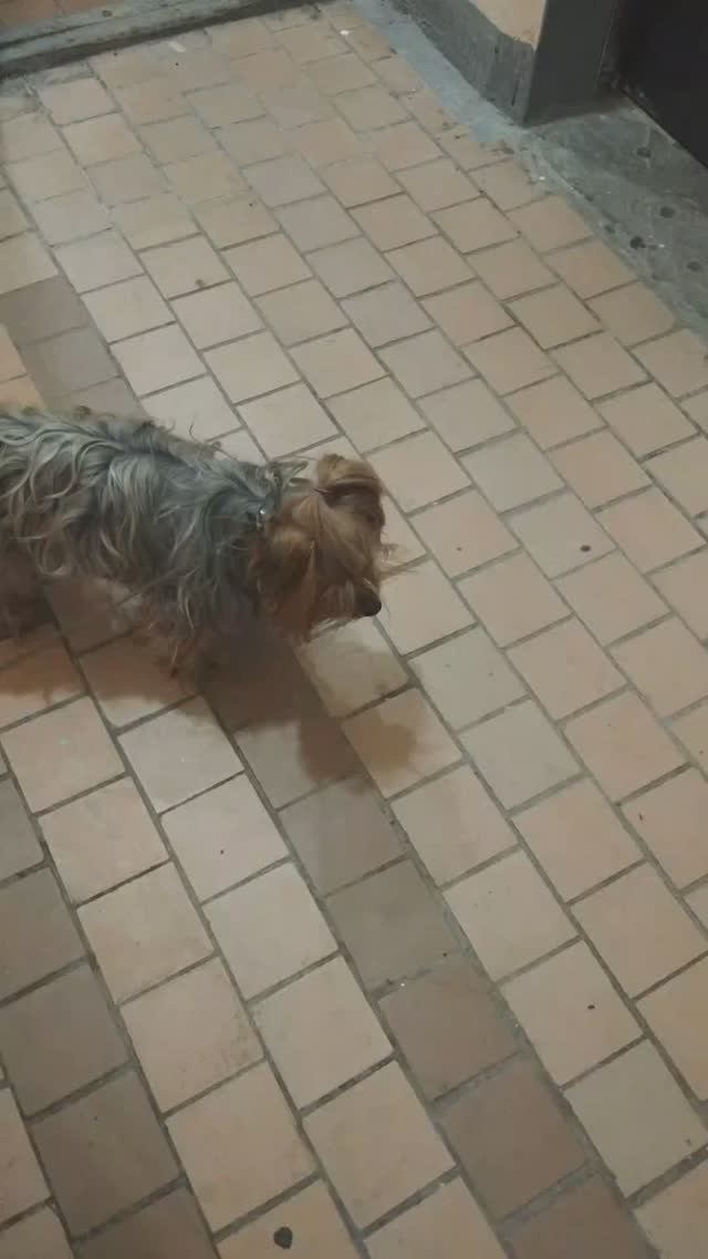 Мы идём гулять с собакой! | 14-июн-2025, 3