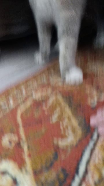 мой котёнок