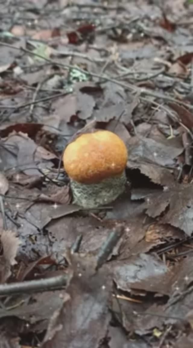 Когда дорога на рыбалку ведет через лес 🍄